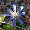 Perezia Azul (Fuegian Edelweiss) - native